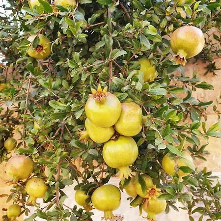 B&B Hammock Vibes Town House