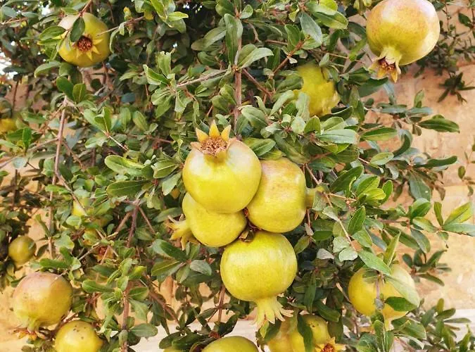 Oda ve Kahvaltı Hammock Vibes Town House